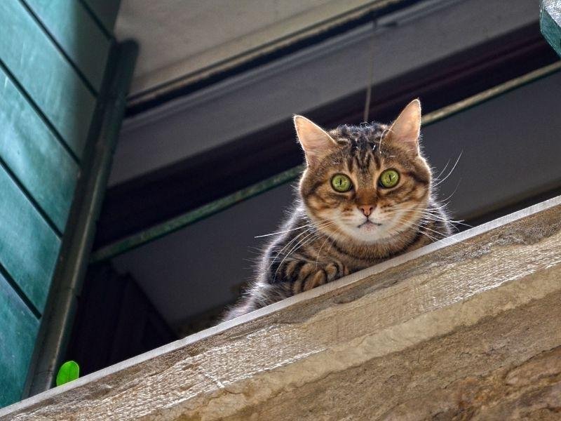 Rede para janelas com qualidade garantida em Salvador