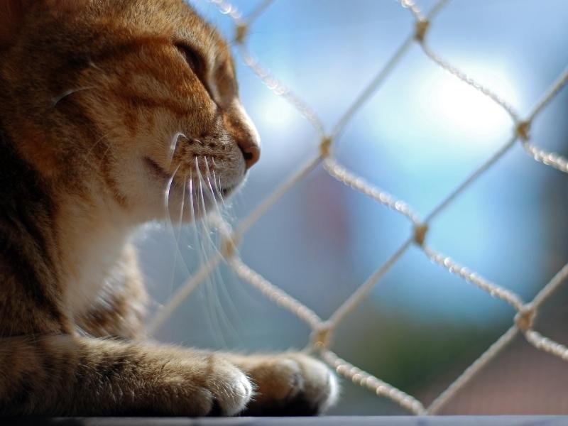 Redes de segurança para pets em Salvador